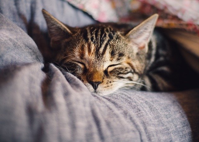 Spící koťátko